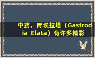 中药，胃埃拉塔（Gastrodia  Elata）有许多精彩的用途，并且是确定的草药，所以我会把它交给最需要它的人